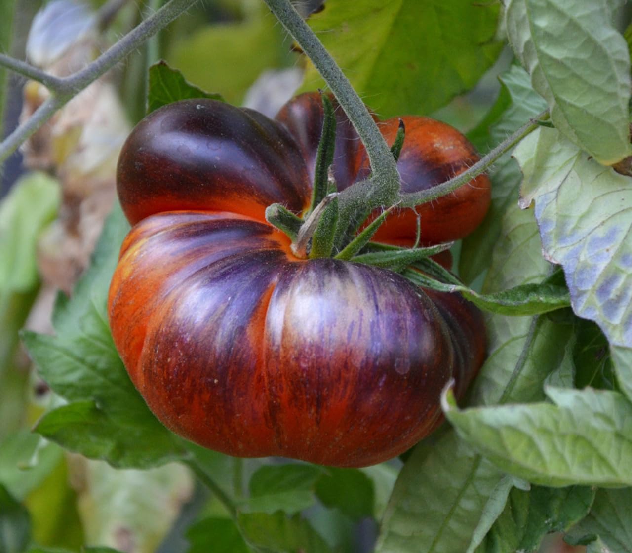 Black blue tomato Solanum lycopersicum seeds for planting in urban garden